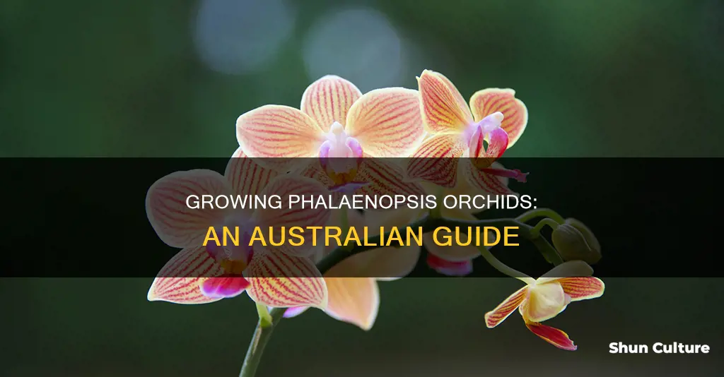 how to grow phalaenopsis orchids in australia
