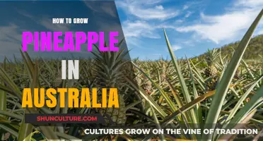 Growing Pineapple in Australia: A Step-by-Step Guide