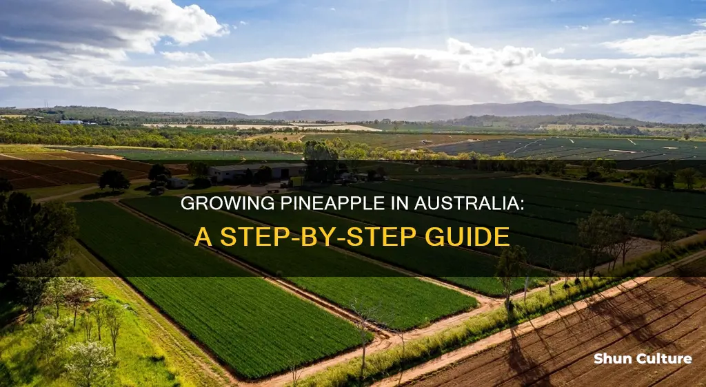 how to grow pineapple in australia