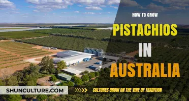 Grow Pistachios in Australia: A Step-by-Step Guide