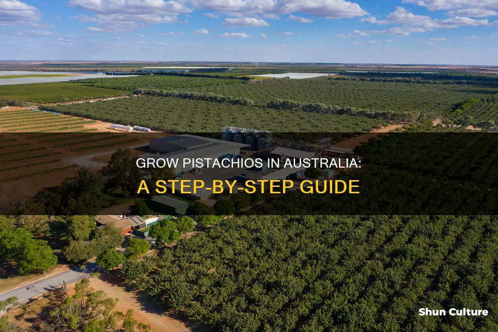 how to grow pistachios in australia
