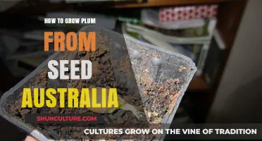 Growing Plums: A Guide to Cultivating from Seeds in Australia