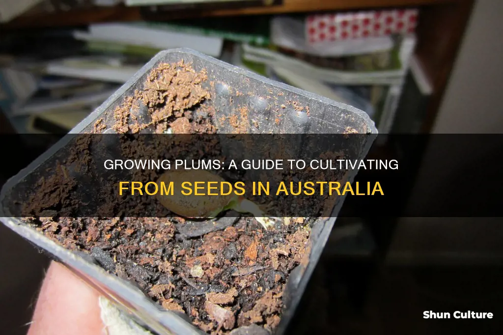 how to grow plum from seed australia
