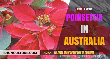 Growing Poinsettias in Australia: A Guide