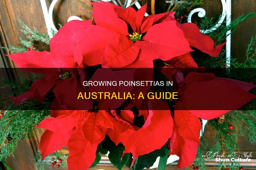how to grow poinsettia in australia