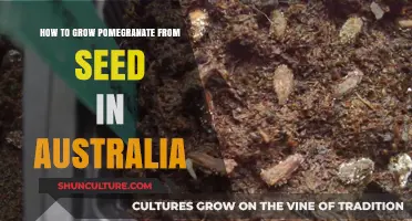 Grow Pomegranates from Seeds: An Australian Guide