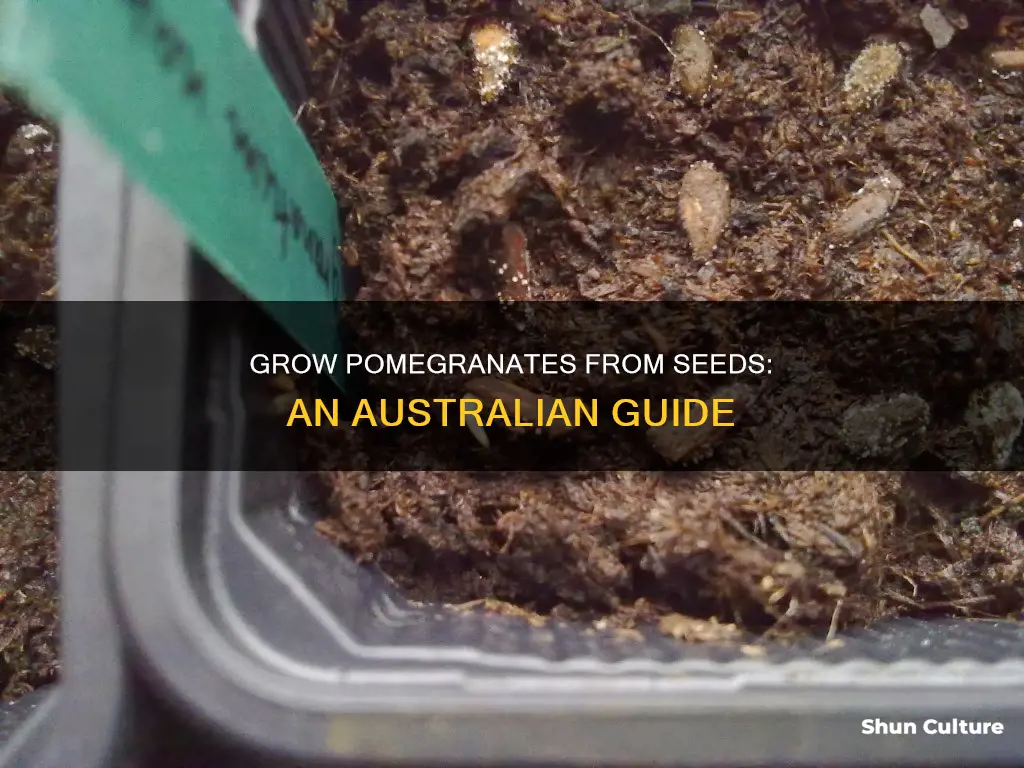 how to grow pomegranate from seed in australia