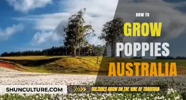 Growing Poppies in Australia: A Comprehensive Guide