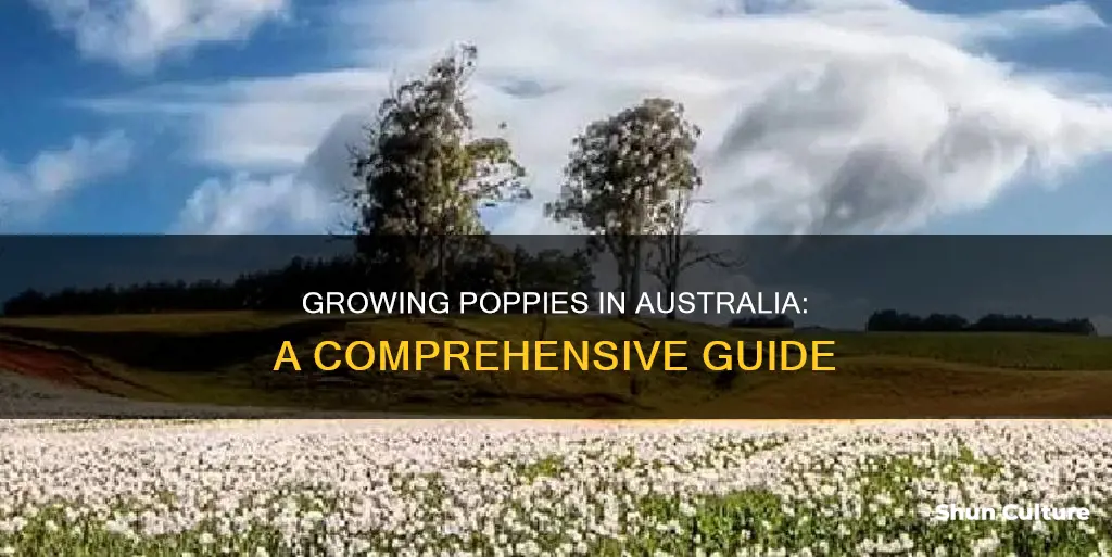 how to grow poppies australia