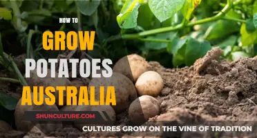 Growing Potatoes in Australia: A Step-by-Step Guide