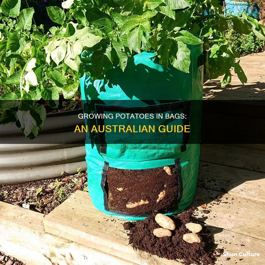 how to grow potatoes in a bag australia