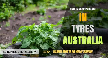 Grow Potatoes in Old Tyres: An Australian Guide