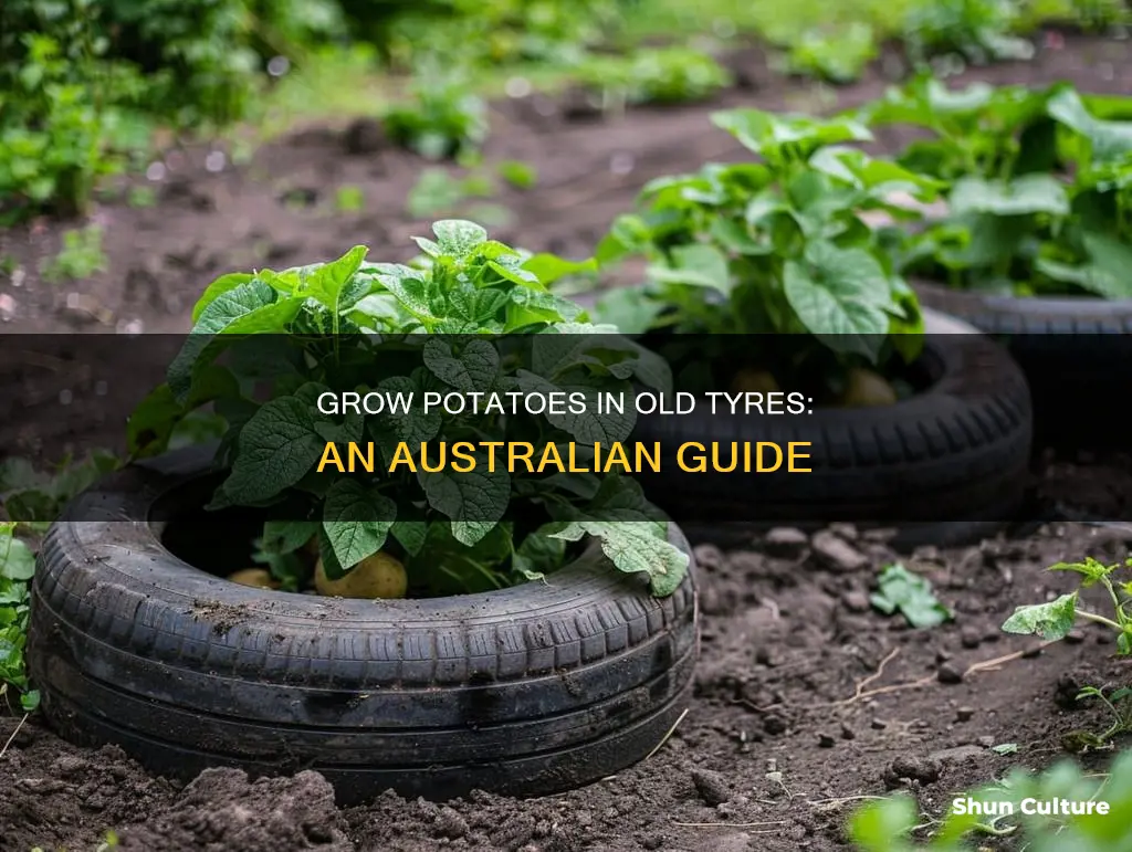 how to grow potatoes in tyres australia