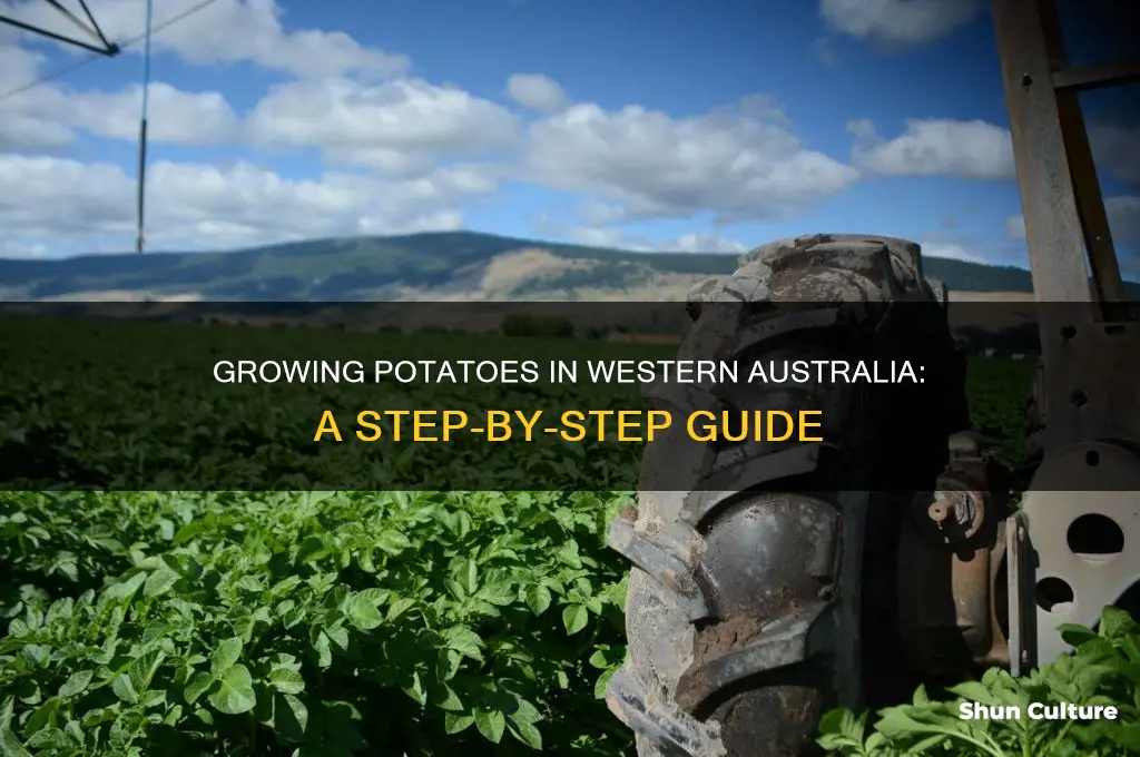 how to grow potatoes in western australia