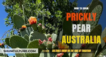 Growing Prickly Pear: An Australian Guide