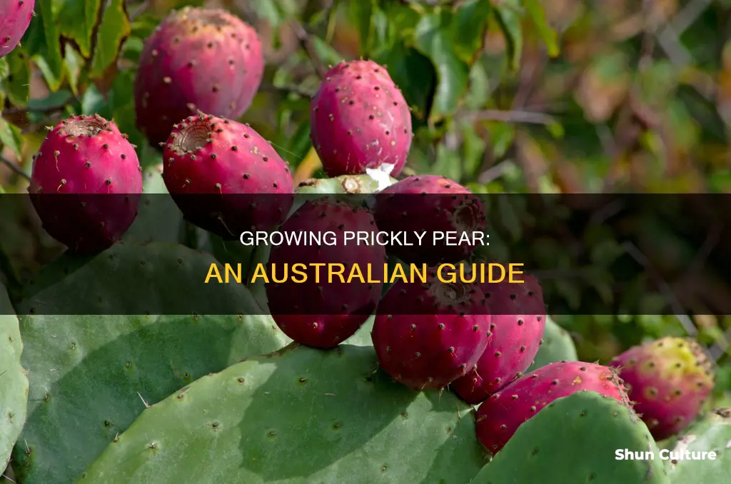 how to grow prickly pear australia