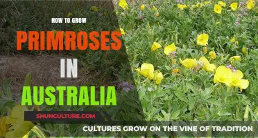 Growing Primroses in Australia: A Step-by-Step Guide