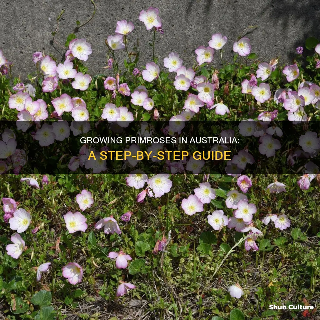 how to grow primroses in australia