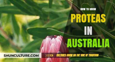 Growing Proteas in Australia: A Comprehensive Guide