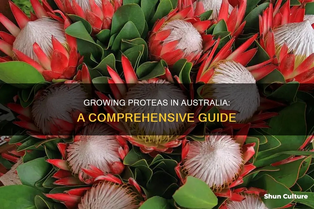 how to grow proteas in australia