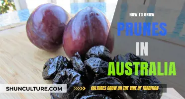 Prune Cultivation Guide for Australian Climates
