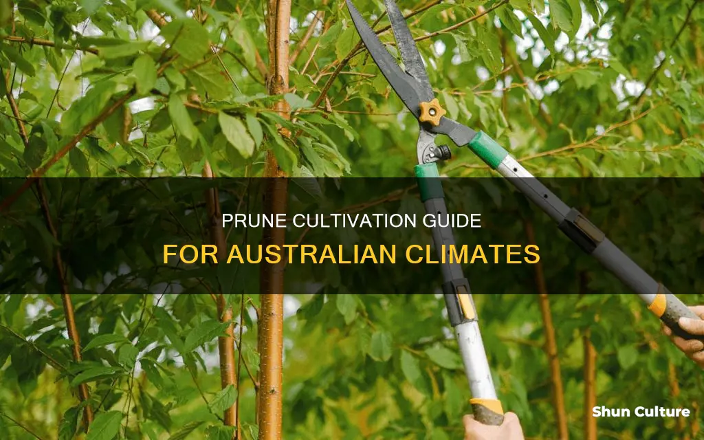 how to grow prunes in australia