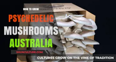 Growing Psychedelic Mushrooms in Australia: A Step-by-Step Guide