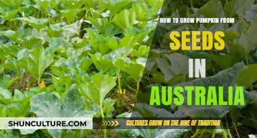 Growing Pumpkins from Seeds: An Australian Guide
