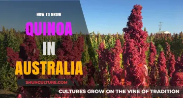 Growing Quinoa in Australia: A Step-by-Step Guide