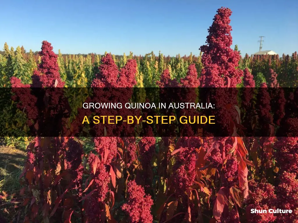 how to grow quinoa in australia