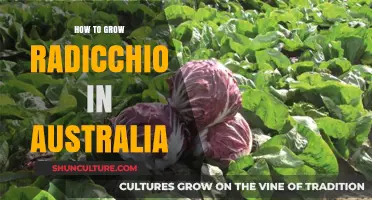 Growing Radicchio in Australia: A Step-by-Step Guide