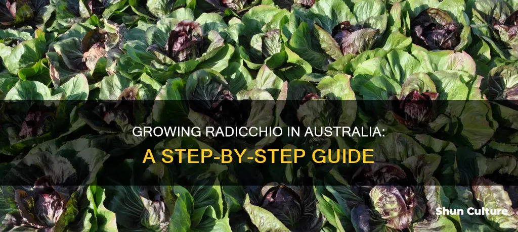 how to grow radicchio in australia