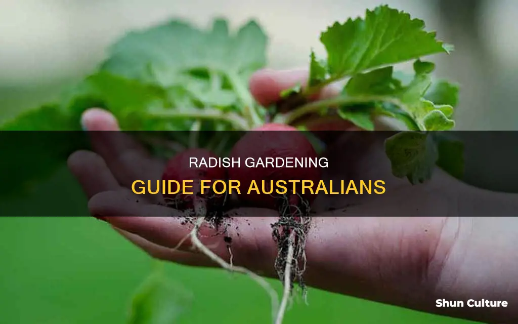how to grow radish in australia