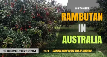 Grow Rambutan in Australia: A Step-by-Step Guide
