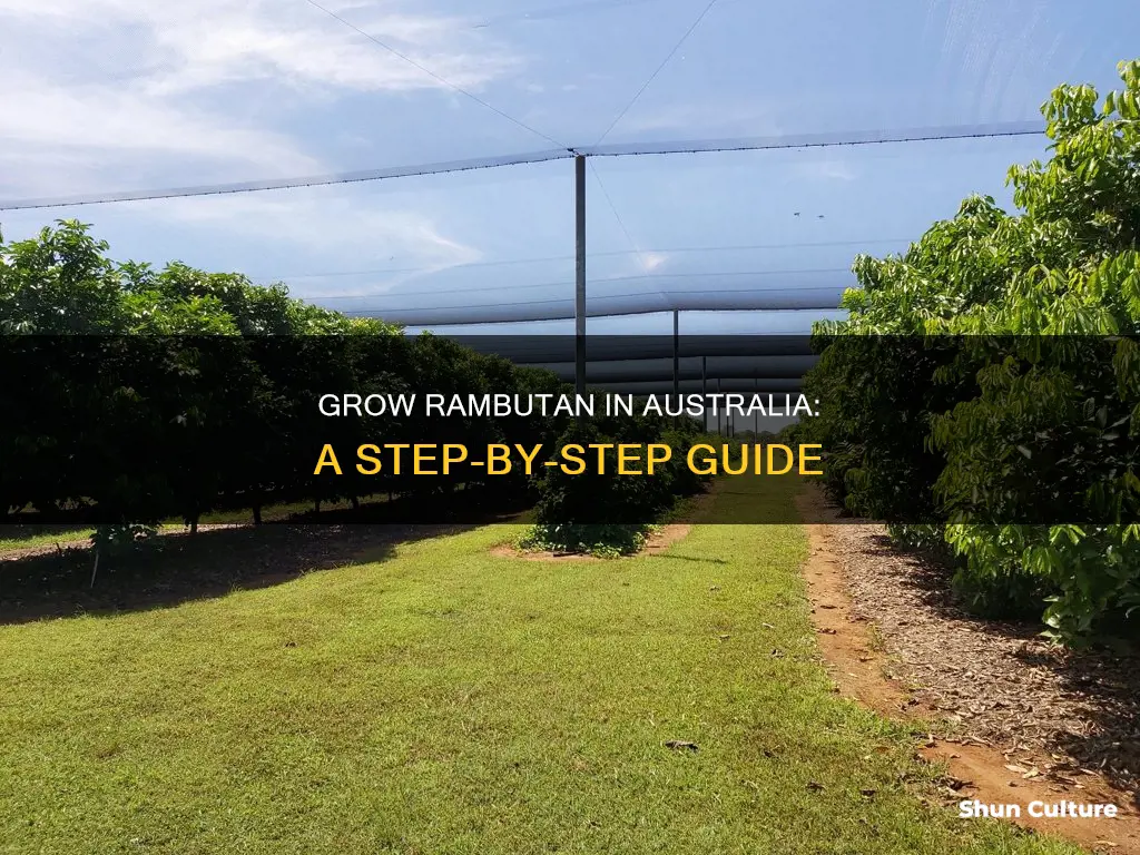 how to grow rambutan in australia