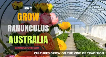 Growing Ranunculus in Australia: A Step-by-Step Guide