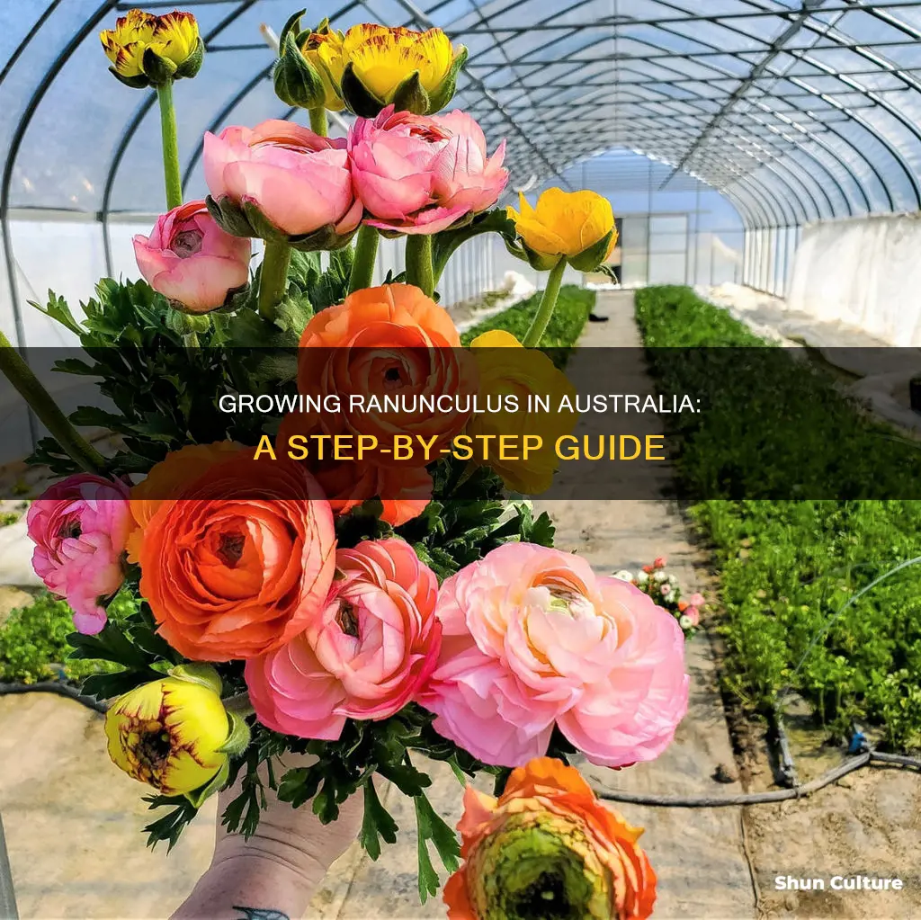 how to grow ranunculus australia