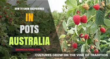 Growing Raspberries in Pots: A Guide for Australians