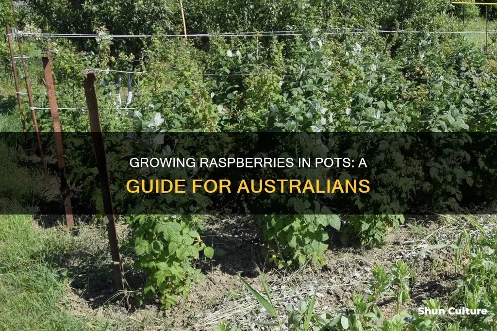how to grow raspberries in pots australia