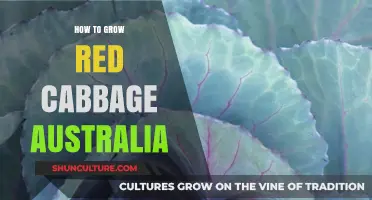 Growing Red Cabbage in Australia: A Step-by-Step Guide