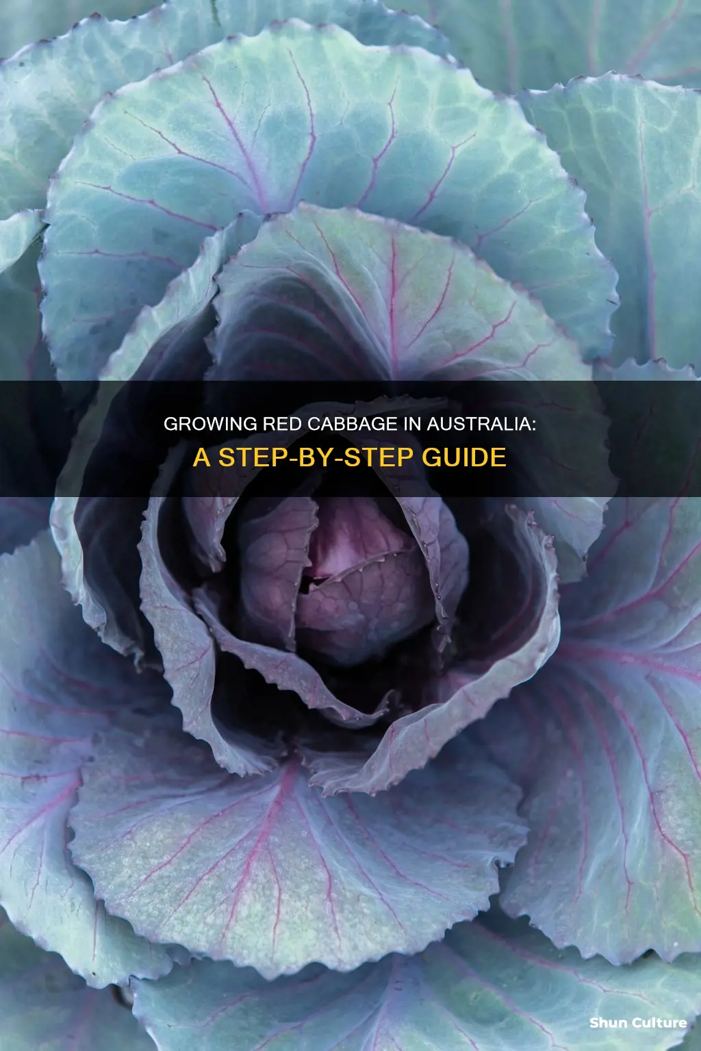 how to grow red cabbage australia