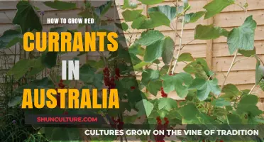 Growing Red Currants in Australia: A Step-by-Step Guide