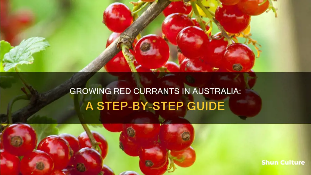 how to grow red currants in australia