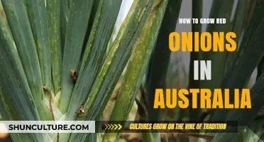 Growing Red Onions in Australia: A Step-by-Step Guide