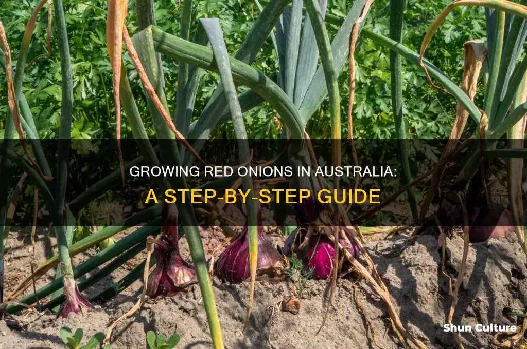 how to grow red onions in australia