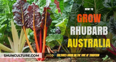 Growing Rhubarb in Australia: A Step-by-Step Guide