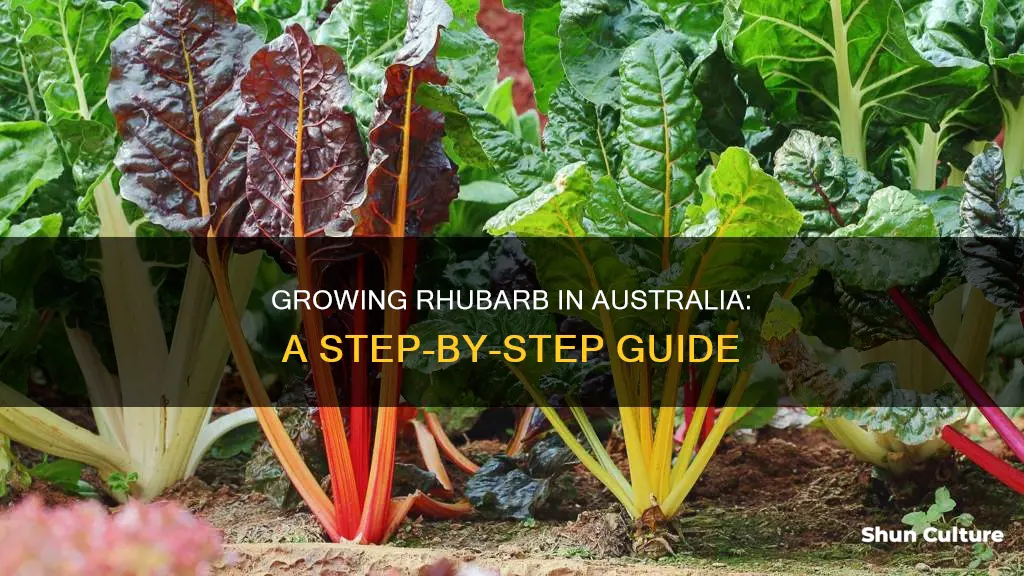 how to grow rhubarb australia