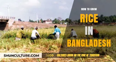 Mastering Rice Cultivation: A Comprehensive Guide for Bangladeshi Farmers