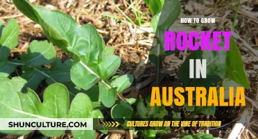 Growing Rocket in Australia: A Step-by-Step Guide