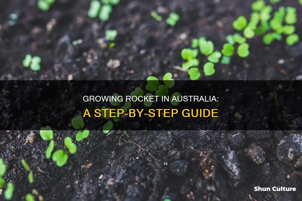 how to grow rocket in australia